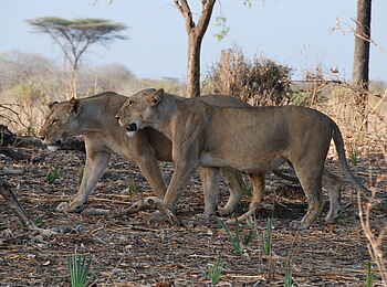 Mwagusi Safari Camp: Löwinnen