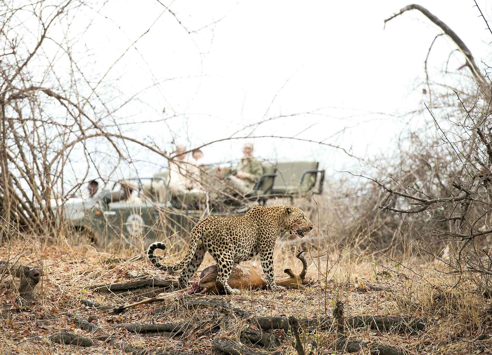 Mwamba Bush Camp: Leoparden Begegnung bei einer Pirschfahrt Mwamba Bush Camp: Leoparden Begegnung bei einer Pirschfahrt