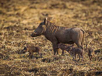 Norman Carr Safaris: Warzenschwein mit Ferkeln