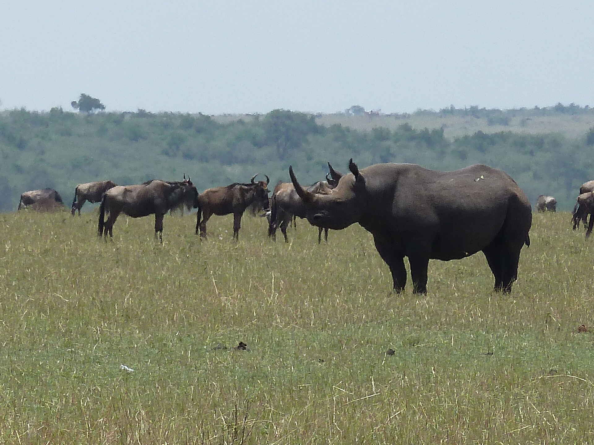 Olakira Migration Camp: Spitzmaulnashorn und Gnus