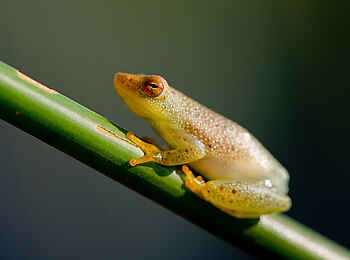 Pelo Camp: Riedfrosch Pelo Camp: Riedfrosch