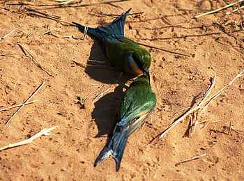 Rooiputs Lodge: Weißstirnspint