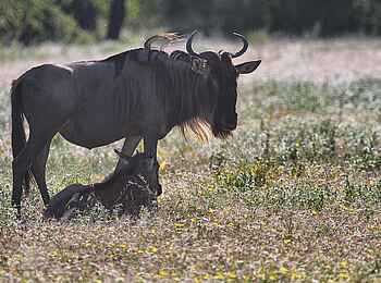 Serian Serengeti Mobile Camp: Gnu mit Jungem