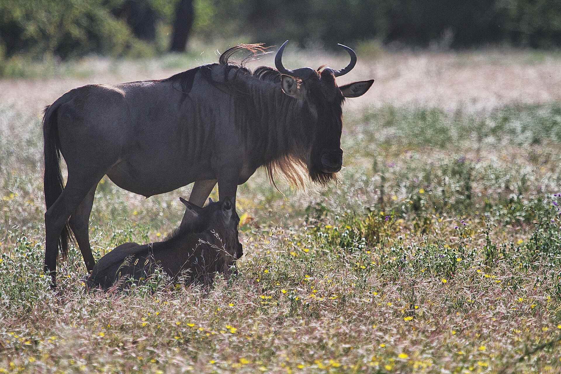 Serian Serengeti Mobile Camp: Gnu mit Jungem