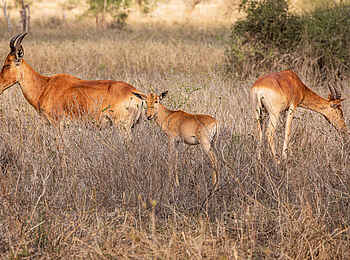 Soroi Cheetah Tented Camp: Kuhantilope mit Jungtier