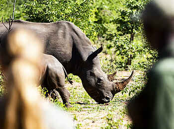 Toka Leya Camp: Nashorn Tracking