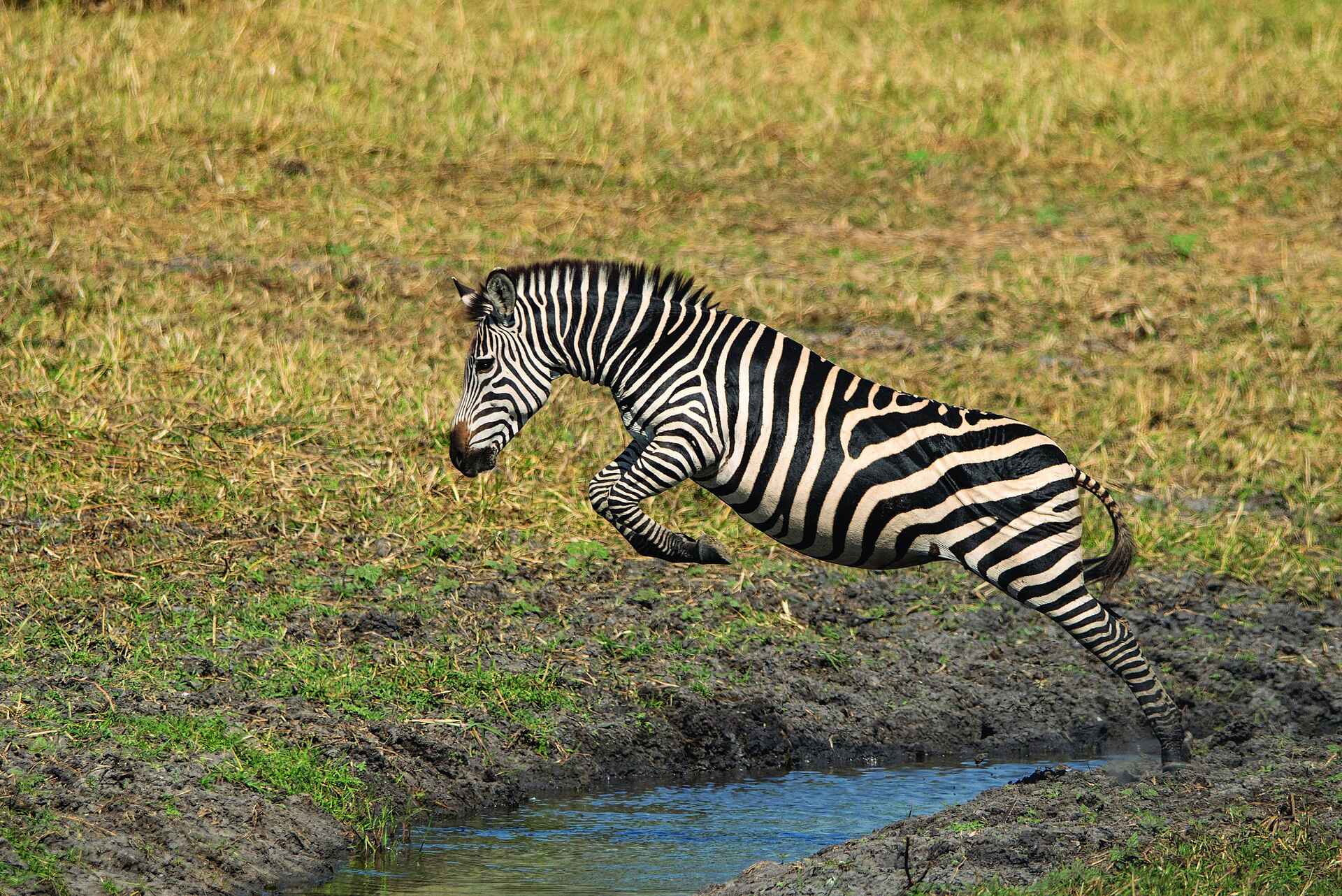 Usangu Expedition Camp: Zebra