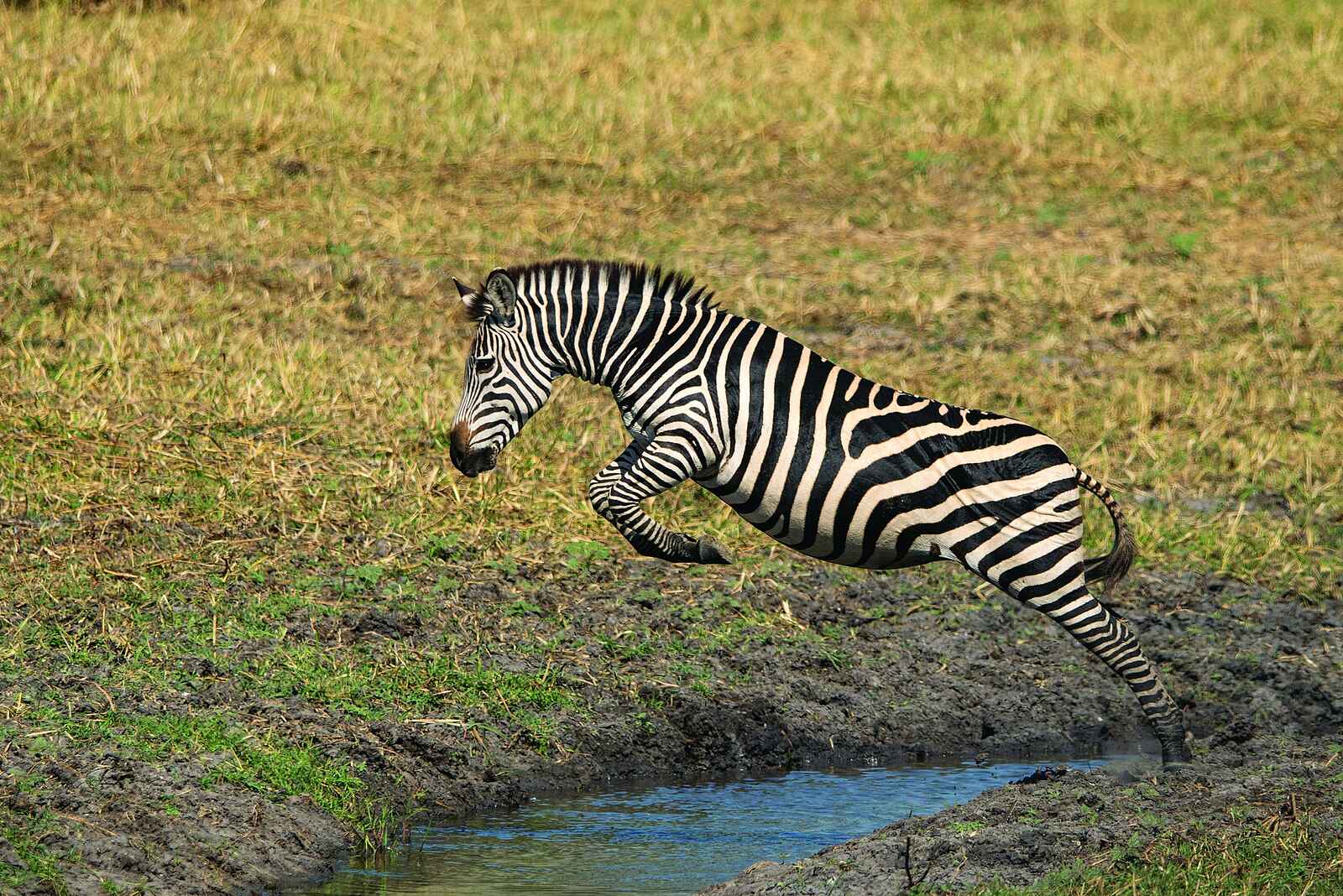 Usangu Expedition Camp: Zebra Usangu Expedition Camp: Zebra