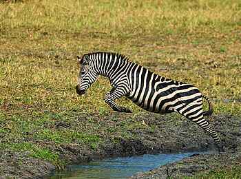 Usangu Expedition Camp: Zebra Usangu Expedition Camp: Zebra