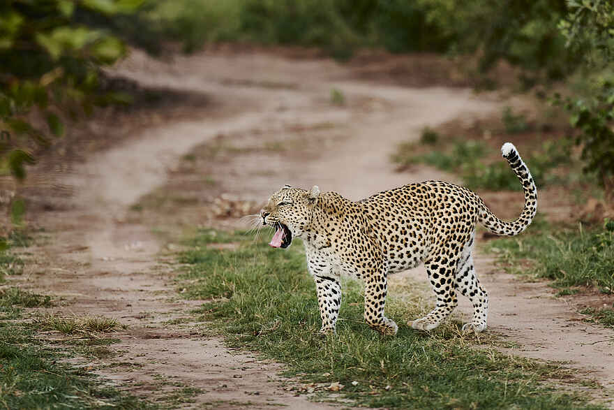 Victoria Falls River Lodge - Island Treehouse Suites: Ein Leopard Victoria Falls River Lodge - Island Treehouse Suites: Ein Leopard