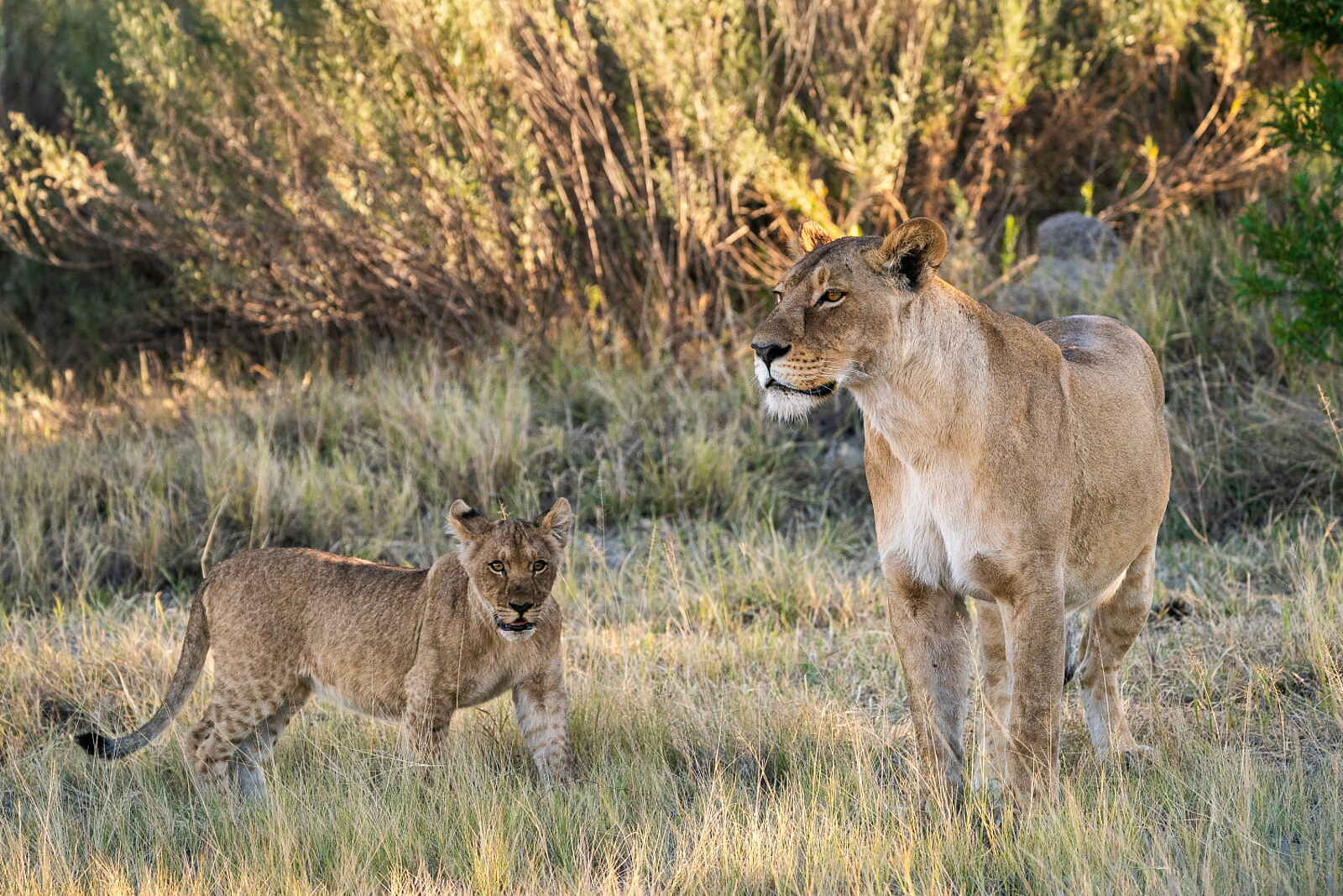 Jao Camp: Löwe und Löwenjunges Jao Camp: Löwe und Löwenjunges
