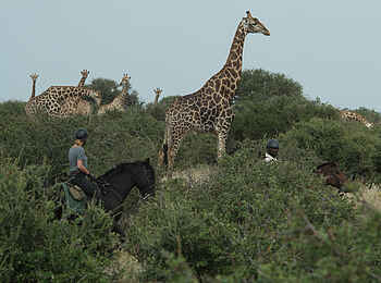 Mashatu Game Reserve: Reiterin im Busch
