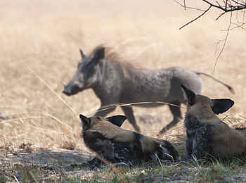 Ntemwa Busanga Bushcamp: Warzenschwein in Gefahr