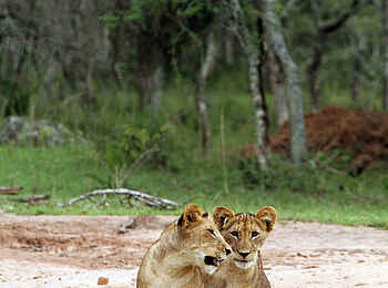 Ruzizi Tented Lodge: Junge Löwen