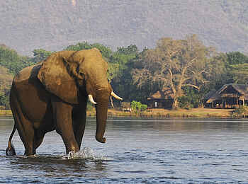 Chiawa Camp: Elefant vor dem Camp