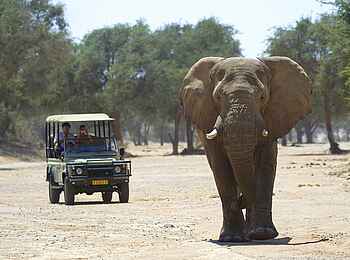 Doro Nawas: Mächtiger Elefant