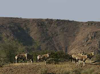 Doro Nawas: Oryx-Antilopen