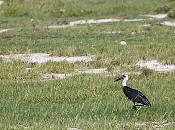 Etosha: Nahrungsausschau