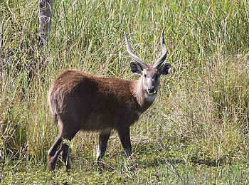 Jacana Camp: Sitatunga-Antilope Jacana Camp: Sitatunga-Antilope