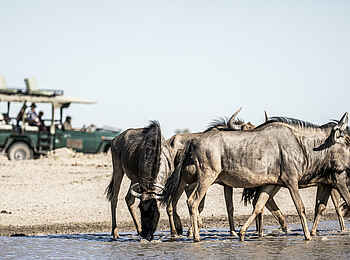 Jack´s Private Camp: Game Drive
