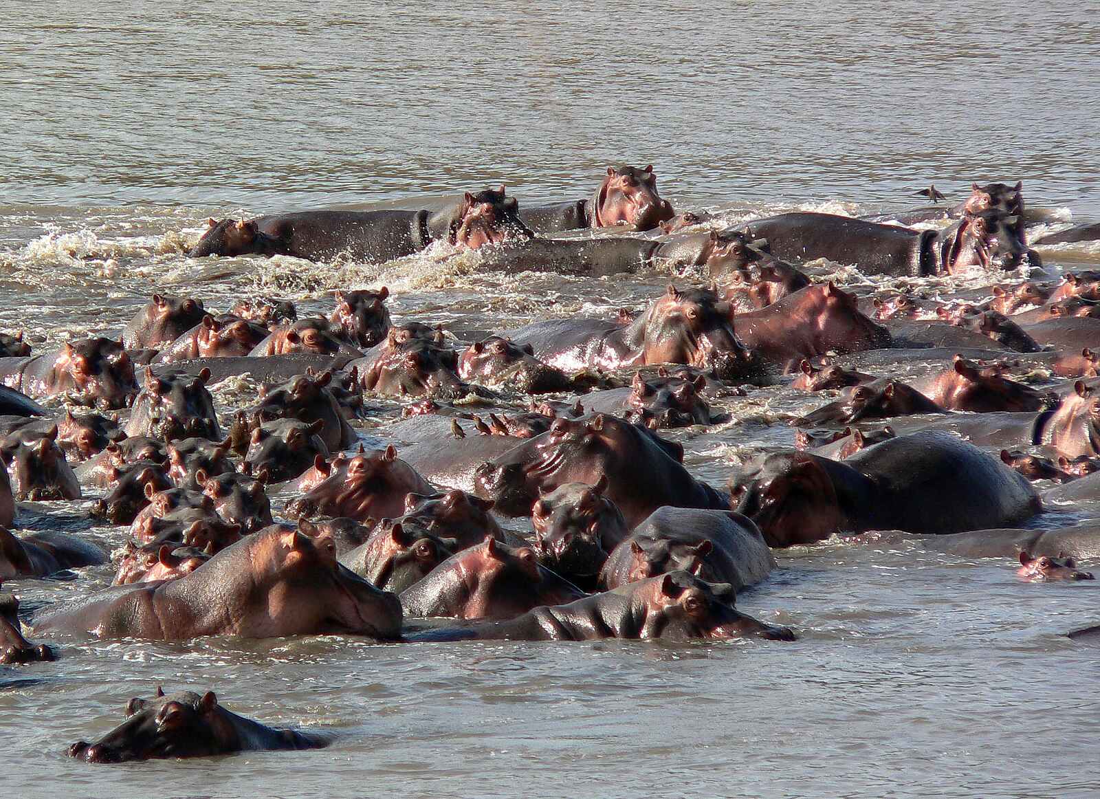 Kafunta River Lodge: Flusspferde Kafunta River Lodge: Flusspferde