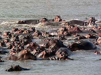 Kafunta River Lodge: Flusspferde