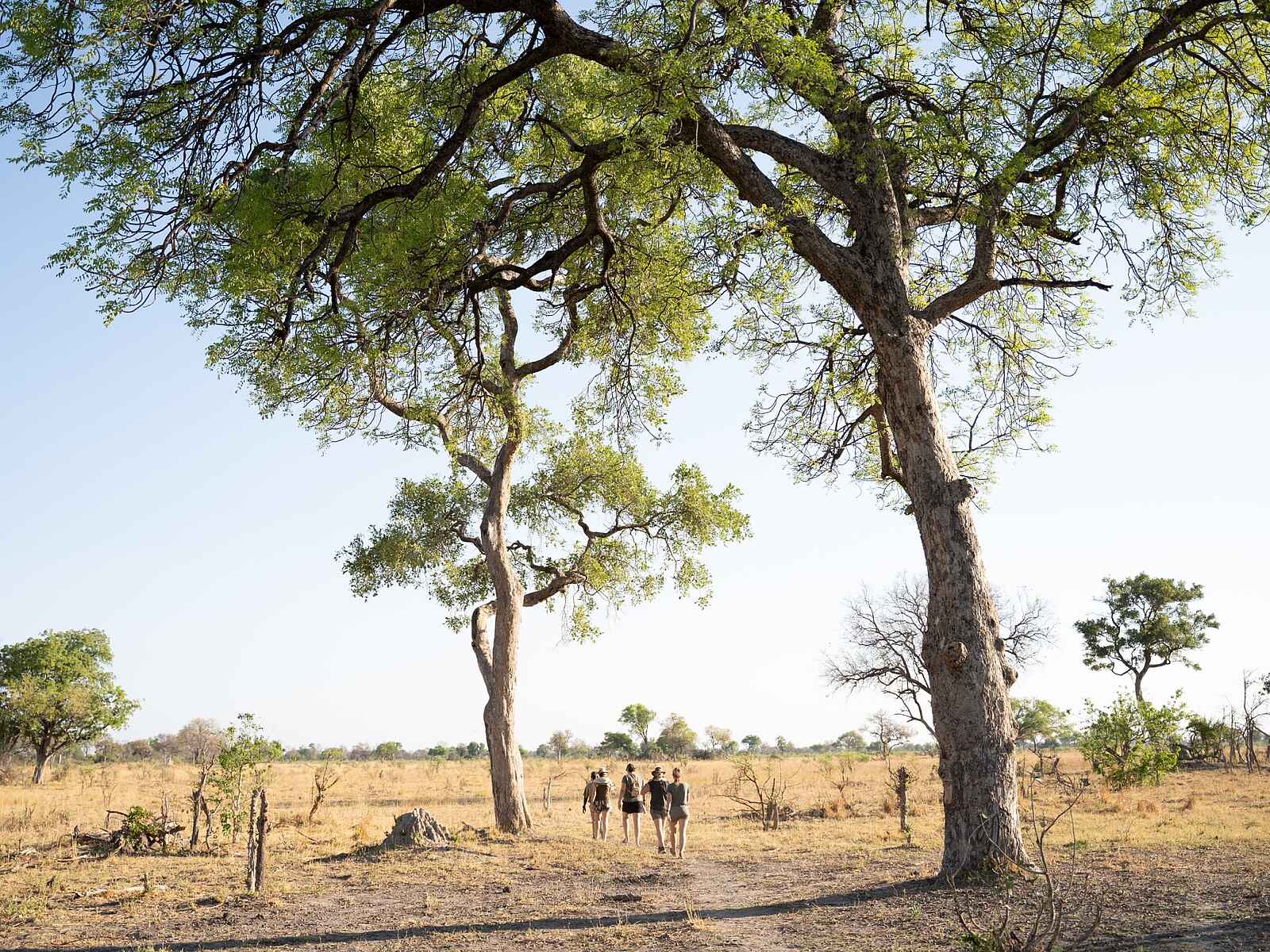 Karangoma Camp: Walking Safari Karangoma Camp: Walking Safari