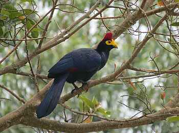 Katara Lodge: Vogel Katara Lodge: Vogel