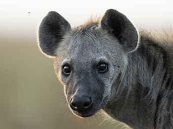 King Lewanika Lodge: Hyäne King Lewanika Lodge: Hyäne