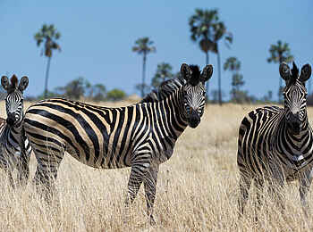 Linkwasha Camp: Burchell-Zebras