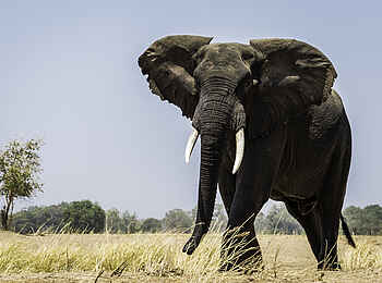 Little Ruckomechi Camp: Elefantenbulle