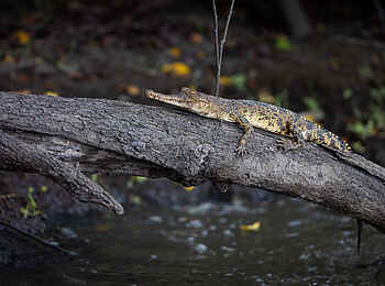Loango Savannah Camp: Baby Krokodil