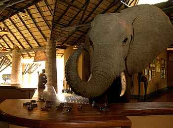 Mfuwe Lodge: Ein Elefant schnuppert