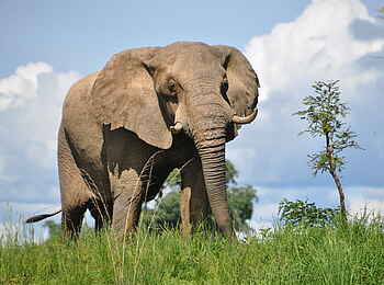 Mukambi Fig Tree Bush Camp: Ein Elefant im Kafue-Nationalpark
