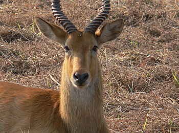 Mukambi Fig Tree Bush Camp: Ein Puku