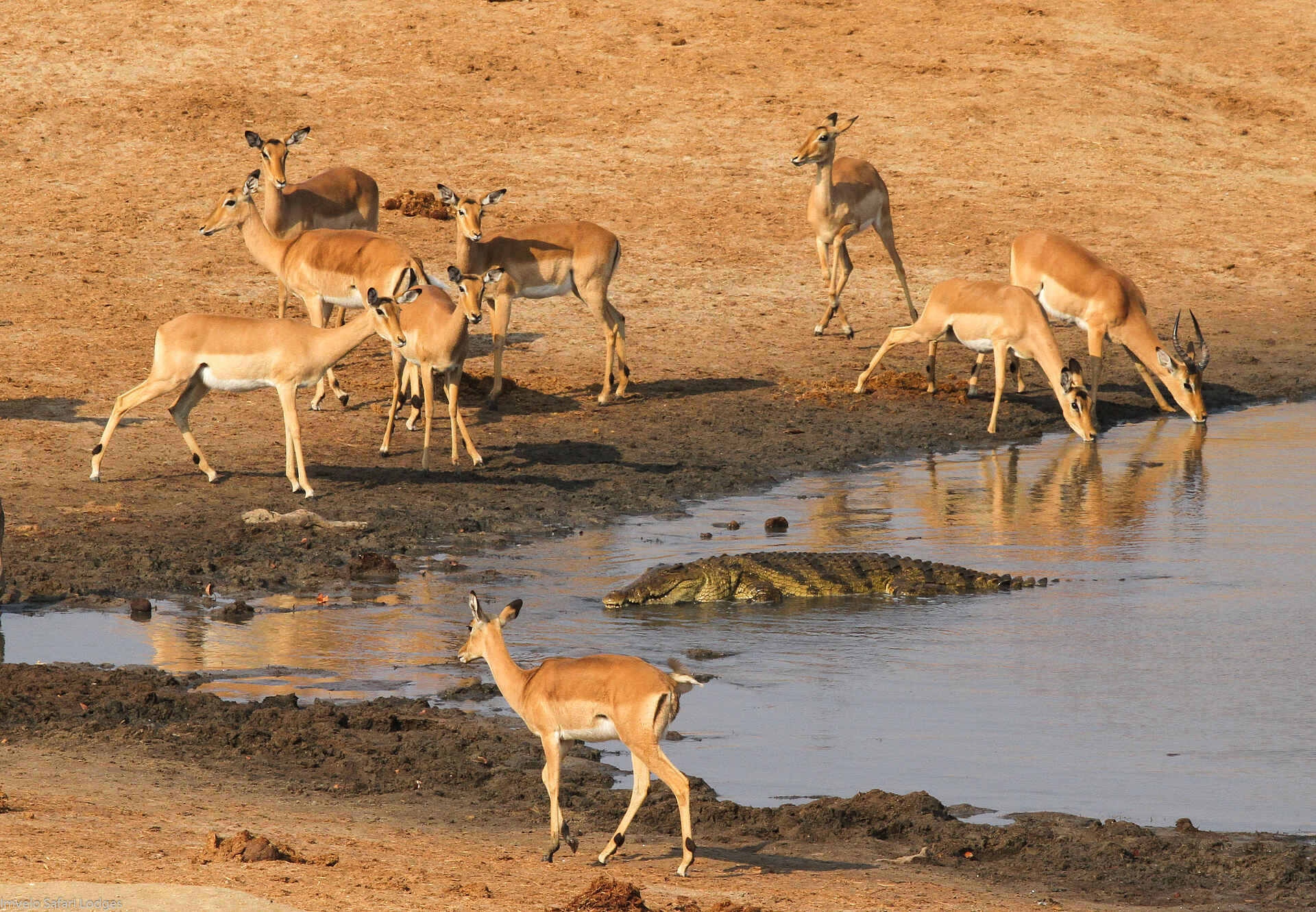 Hwange, Hwange National Park, Imvelo, Imvelo Safari Lodges, Nehimba Lodge, Tiere, Wasserloch, Afrikarma, Afrikarma Safaris, Afrikarma Safaris - Wildnis. Hautnah., Afrikarma.de