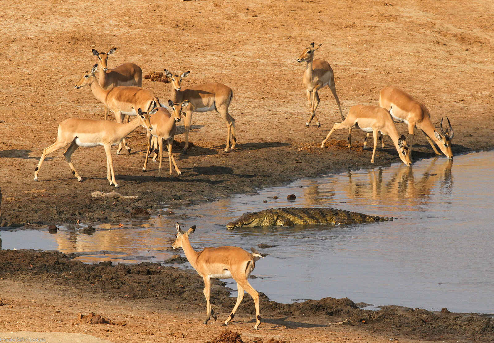 Nehimba Lodge: Impalas und Krokodil Nehimba Lodge: Impalas und Krokodil