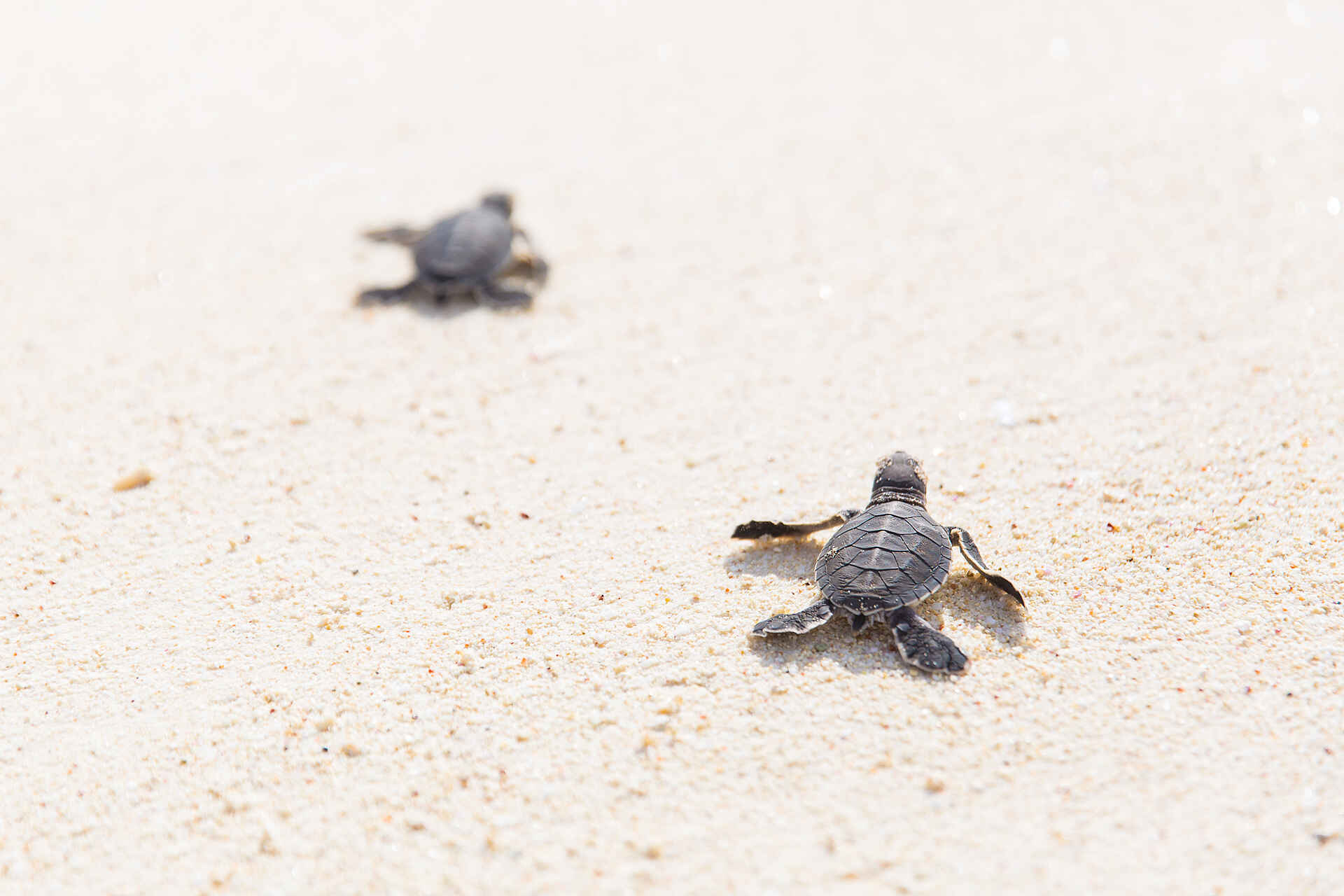 North Island: Babyschildkröten am Strand