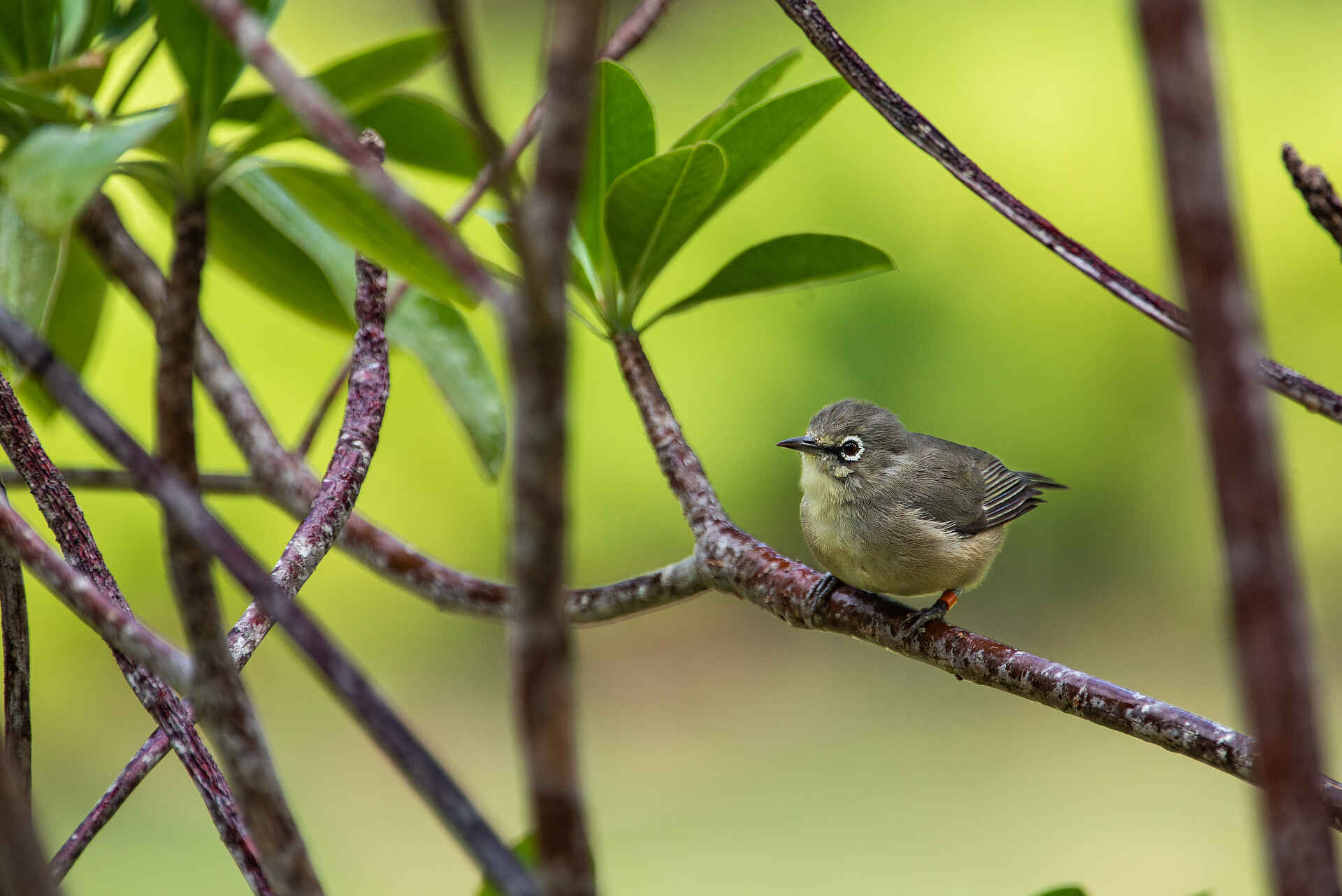North Island: Der Seychellen Brillenvogel