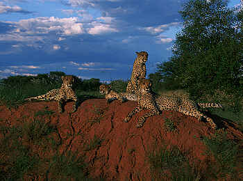 Okonjima Plains Camp: Geparden beim Chillen Okonjima Plains Camp: Geparden beim Chillen