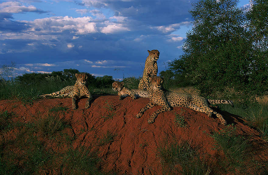 Okonjima Plains Camp: Geparden beim Chillen Okonjima Plains Camp: Geparden beim Chillen