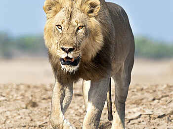 Robin Pope Safaris: Löwe am Flussufer