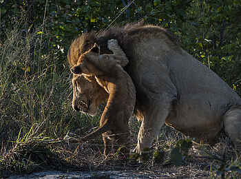 Sable Alley Camp: Löwen