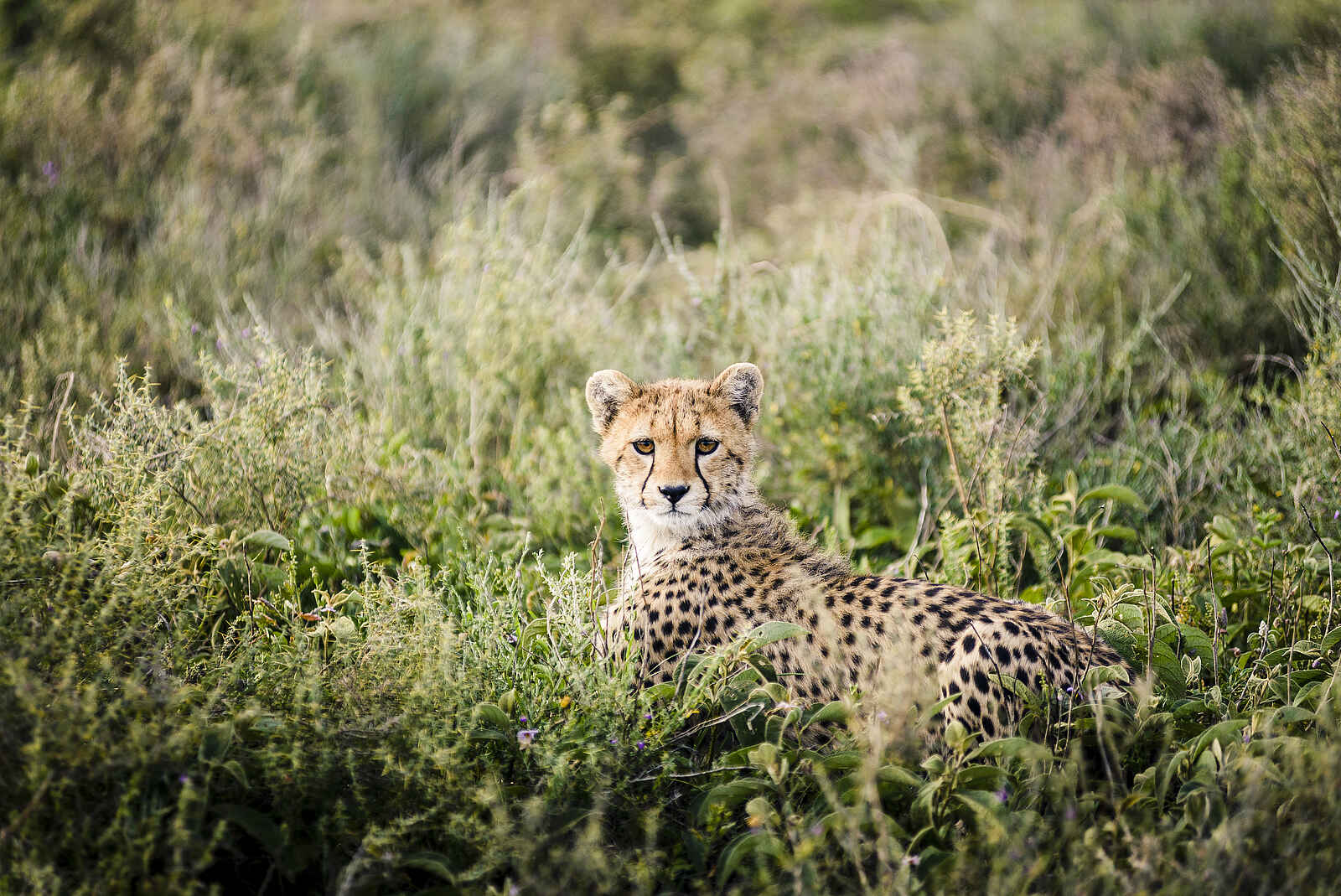 Sanctuary Kichakani Serengeti Camp: Gepard im Gras Sanctuary Kichakani Serengeti Camp: Gepard im Gras