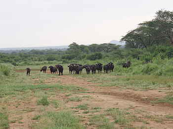 Sarara Camp: Wildtierherden Sarara Camp: Wildtierherden