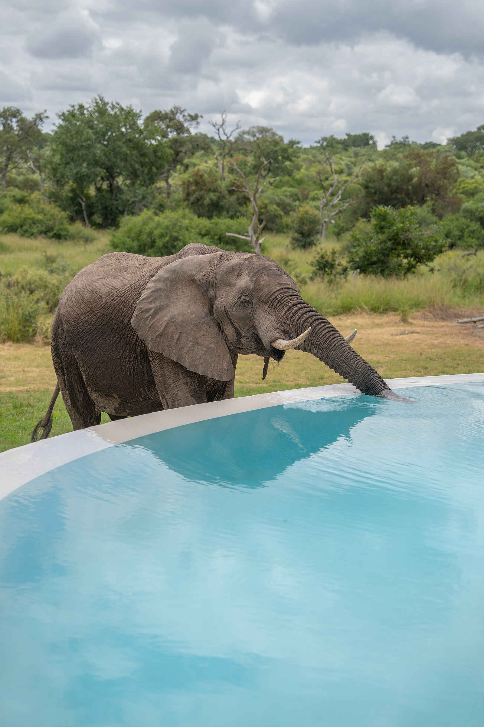 Siviti Timbavati Plains Lodge: Besucher am Pool Siviti Timbavati Plains Lodge: Besucher am Pool