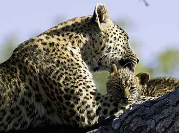 Tubu Tree: Leopardin mit Jungem Tubu Tree: Leopardin mit Jungem