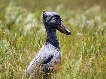2 Friends Beach Hotel: Schuhschnabel in den Mabamba Wetlands