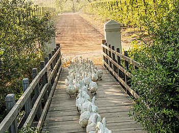 Babylonstoren: Gänsemarsch