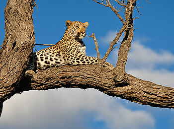 Inyati Game Lodge: Leopard im Ausguck